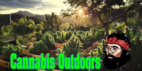 How to Grow Cannabis Outdoors