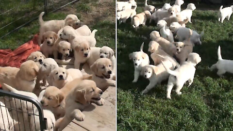 Welpen beim Spielen, Golden Retriever Puppies