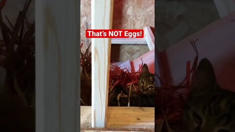 That’s NOT Eggs! // #shorts / #chickens / #cats / #kittens