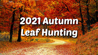 2021 Fall Leaf Hunting