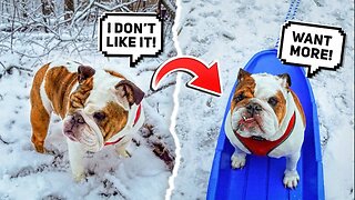 MY BULLDOG LOVES SNOW! ❄