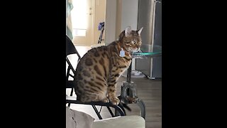 Ziggy the Bengal Cat sings Happy Birthday