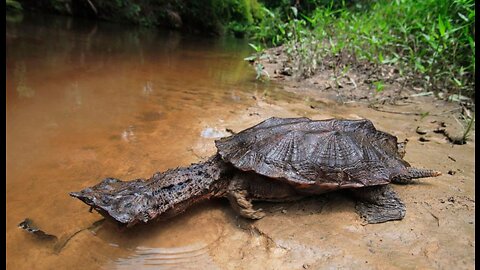 The amazing freshwater mata mata turtle.
