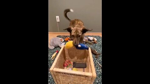 A dog puts the toys inside the box designated for them