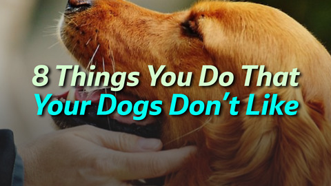 8 Things You Do That Your Dogs Don’t Like