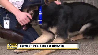 Oakland County business trying to fix bomb-sniffing dog shortage