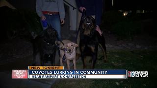 Coyotes approach residents in apartment complex