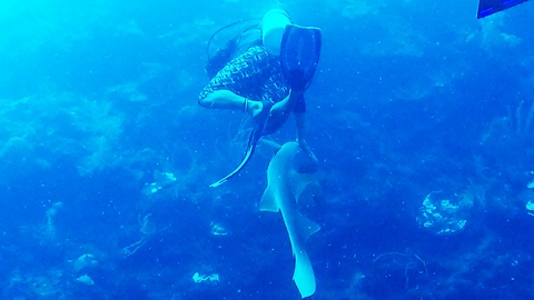 Friendly shark approaches diver, gets pat on the head