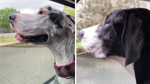 Senior Great Dane & Pup Love Open Window Car Ride