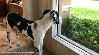 Great Dane and Cats Enjoy Squirrel Watching Together