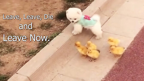 Dogs - Leave, Leave, Die and Leave Now - funny Dogs - #shorts