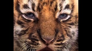 Four Bengal Tiger Cubs