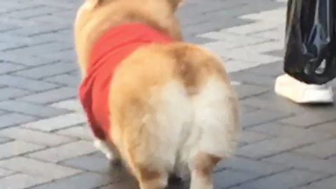 Corgi knows how to shake that booty