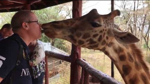 Giraffa sorprende turista con un bacio passionale