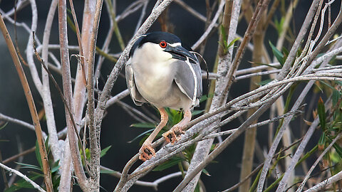 Hard Working Night Heron