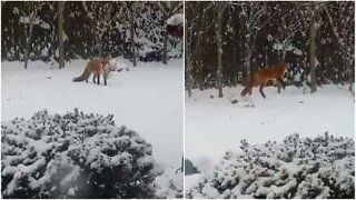 Bedårende rev leker med et leketøy i snøen