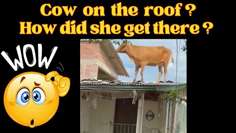Explain to me how this cow ended up on the roof ?