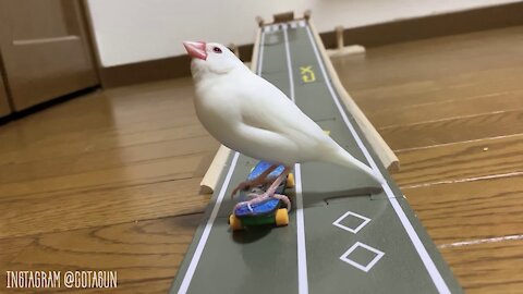 Java sparrow playing on a skateboard 5