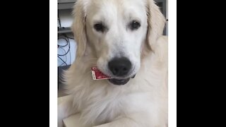 Golden Retriever refuses to return owner's credit card