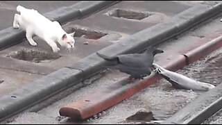 Clever Jungle Crow Takes Large Fish From Cat