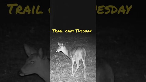 Trail Cam Tuesday #prepperboss #shorts #deer