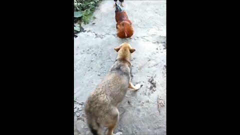 Chicken & Dog fight funz