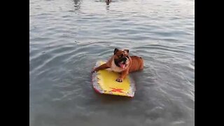 Un bulldog accro au surf en Thaïlande