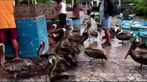 Hungry pelicans at Galapagos fish market swarm generous fishermen