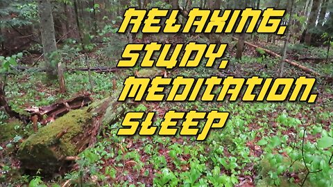 Ambient Rain on a Tent Camping in a Magical Moss Covered Forest - Relaxation, Study, Meditation