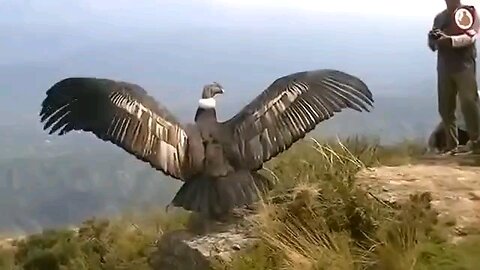 Biggest Bird Liberation Condor