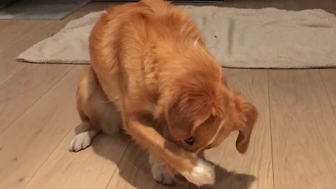 Talented Pup Rolls Up In A Burrito On Command