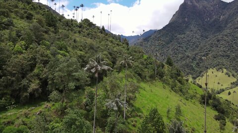 Valle de Cocora, Colombia by drone