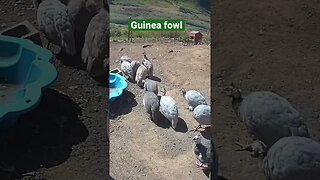 Farm surveillance cameras. Guinea fowl