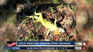 It's so cold in Florida, iguanas are falling from trees