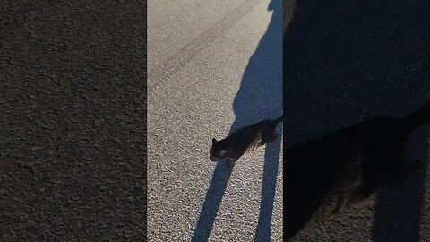 i discovered my cats were following me on a walk