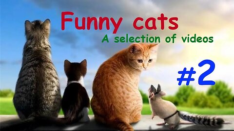 Funny cats / A selection of videos #2