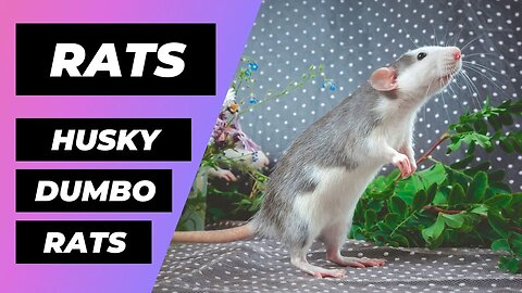 Husky Dumbo Rats - Ratas Husky Dumbo | The fancy rat - Rattus Norvegicus - Common Rat