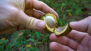 Black Walnut and Hickory Nut Foraging. How to process and cook