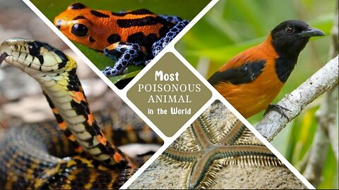Deadly Countdown Top 10 Most Poisonous Animals on Earth