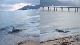 Krokodille spiser en død havaborre der ligger på stranden