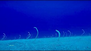 Dance of the Garden Eels. A Real Deep Dive.