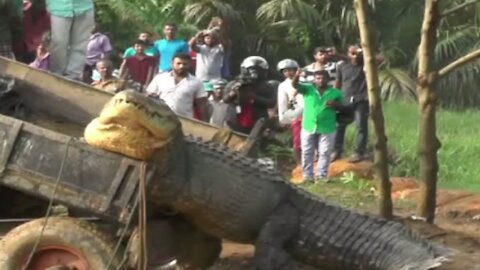 OMG Giant crocodile found in srilanka