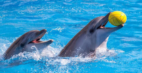 Best of Dolphin Show