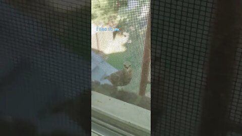 bird on the sill