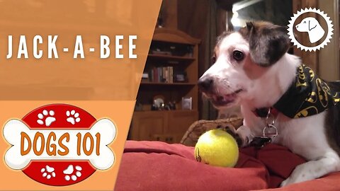Dogs 101 - JACK-A-BEE - Top Dog Facts about the JACK-A-BEE | DOG BREEDS 🐶 #BrooklynsCorner