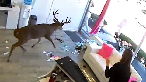 Deer crash into hair salon- SUBSCRIBE