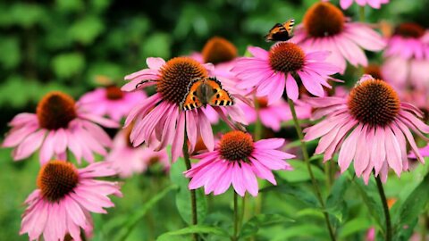 The Health Benefits of Echinacea.