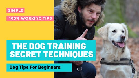 How to safely correct you bad dog behavior dog training