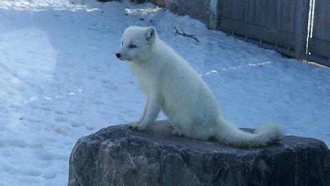 Toronto Zoo - Arctic Fox. Chillin'.