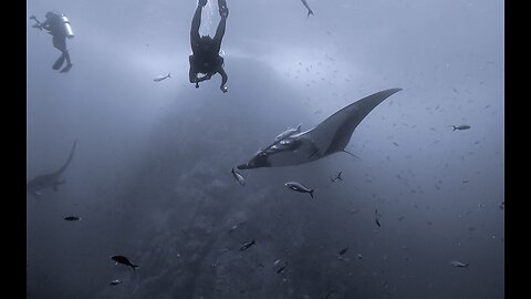 Four manta rays dance with scuba divers at Roca Partida